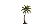 Twisted Palm Soaps - Home
